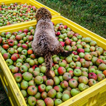 raccolta mele